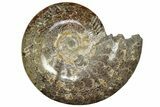 Polished Ammonite (Cleoniceras) Fossil - Madagascar #211683-1